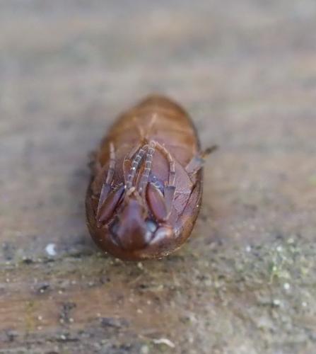 Nycteus meridionalis